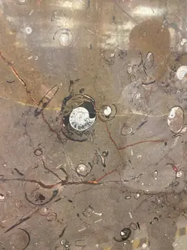 Superficie marrón con fósiles. Detalle de una superficie pulida marrón con fósiles en espiral y vetas rojizas y oscuras.